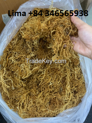 Dried Sea moss / Irish sea moss from ocean Vietnam / Lima +84 346565938 (whatsapp)