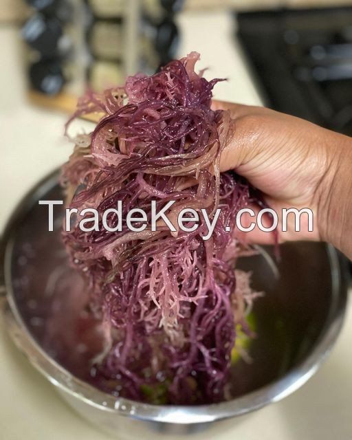 Dried Sea moss/ Wildcrafted sea moss/ Eucheuma Cottonii/ Irish moss from ocean Vietnam / Lima +84 346565938 (whatsapp)