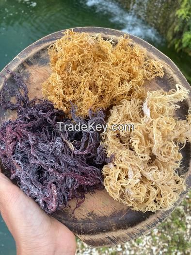Dried Sea moss/ Wildcrafted sea moss/ Eucheuma Cottonii/ Irish moss from ocean Vietnam / Lima +84 346565938 (whatsapp)