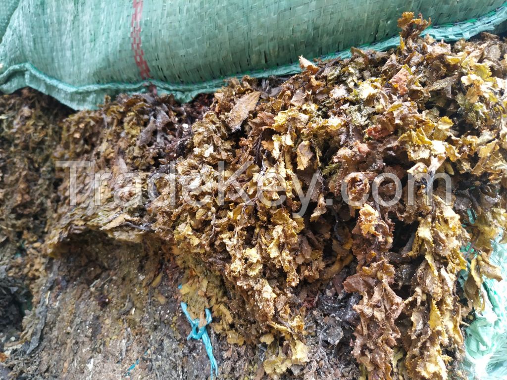 Sartgassum seaweed powder is used as animal feed and biofertilizer