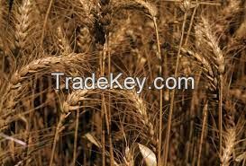 Wheat