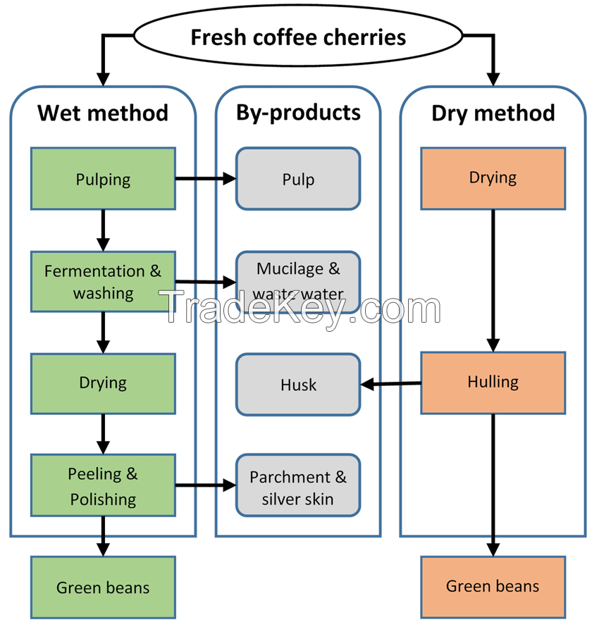 Arabica coffee beans