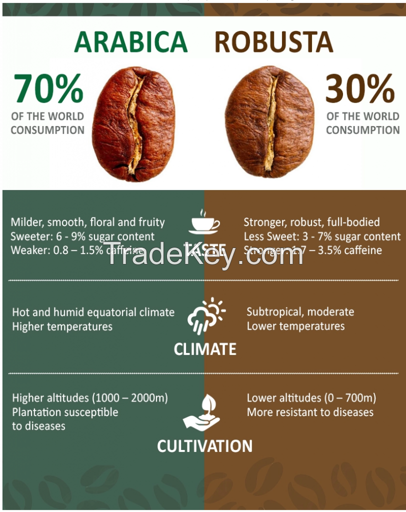 Robusta coffee beans