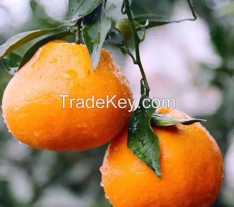 Citrus reticulata 'Chun Jian'