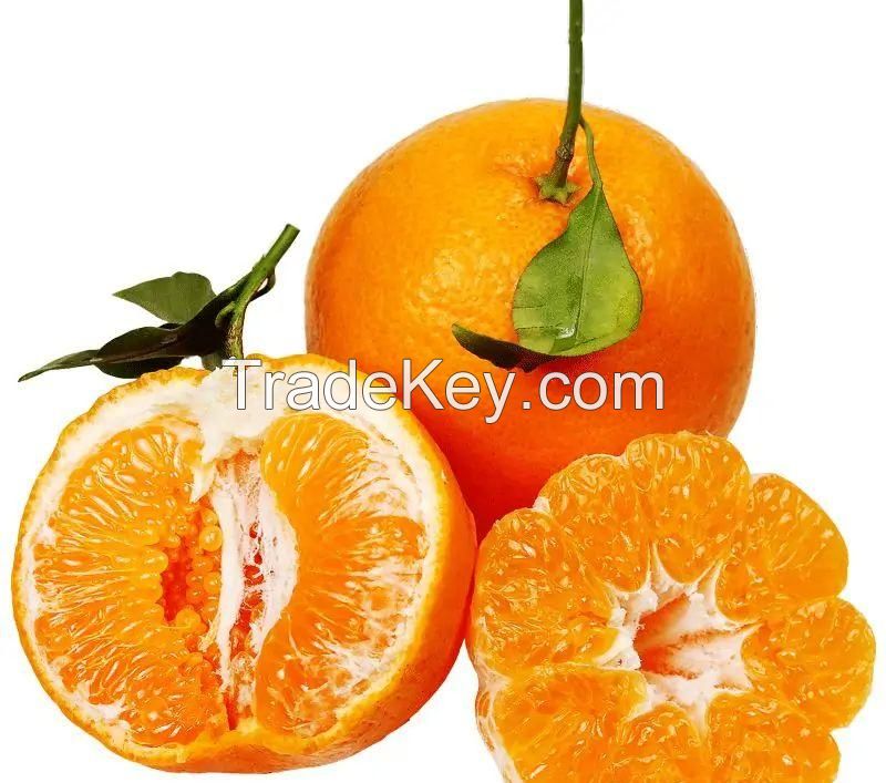 Citrus reticulata 'Chun Jian'