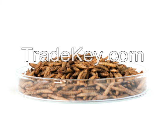 Black Soldier Fly Dried Larvae