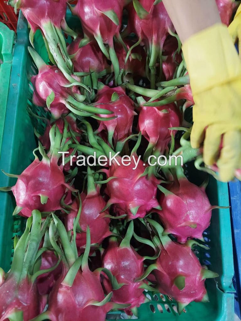 Dragon fruit