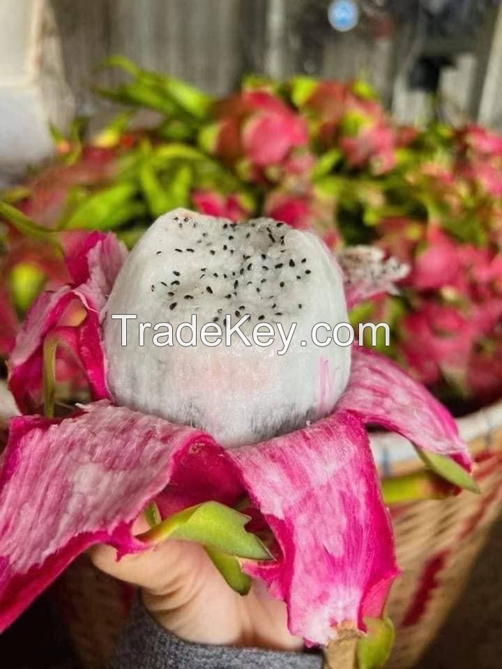 Dragon fruit