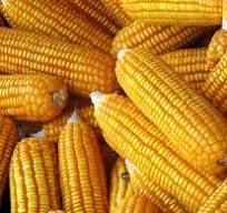 Yellow Corn Available for Sale 