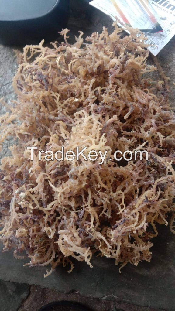 Dried Seaweed Eucheuma cottonii (WA) +62 821 5479 9776
