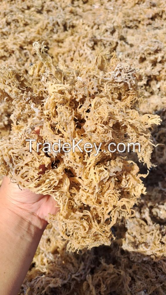 Dried Seaweed Eucheuma cottonii (WA) +62 821 5479 9776