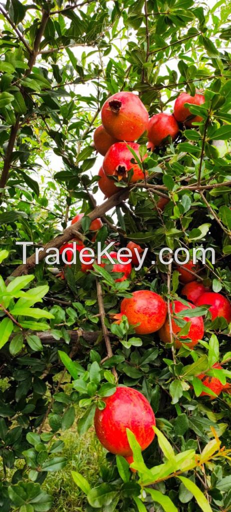 Pomegrante Bhagwa ganesh