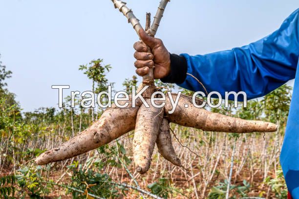 Cassava Flour, Dried Cassava, Fresh Cassava, Cassava Chips