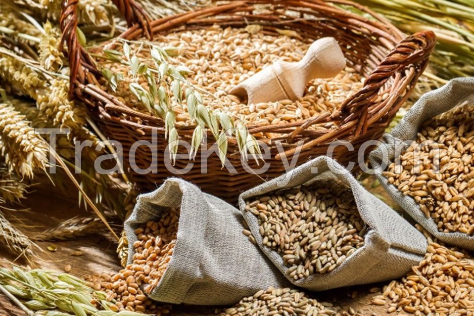 Organic Grain for sale