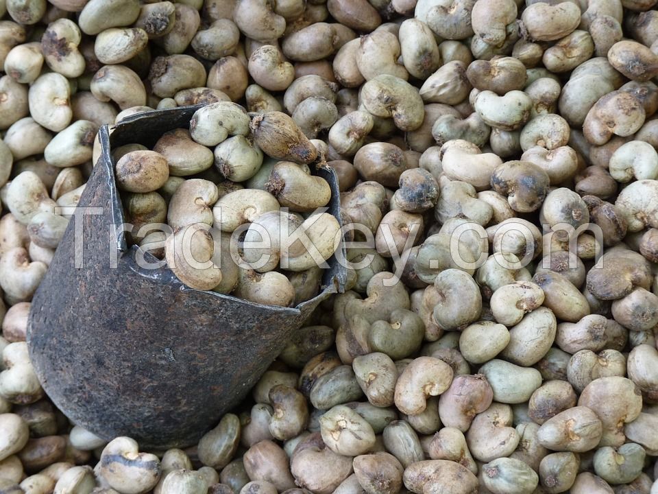 Raw and Roasted Cashew Nuts for Sale