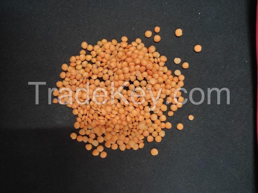 Whole Red Lentils for Sale