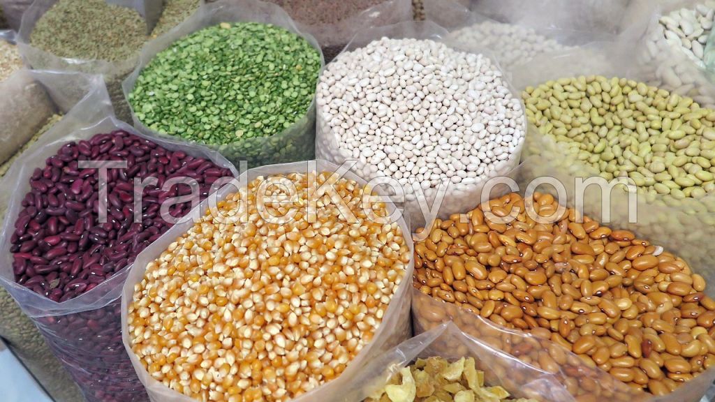 High Quality White/Yellow/Red Corn available in Bulk