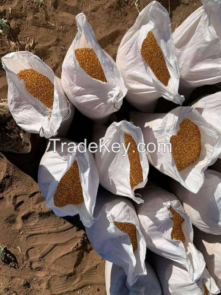 Yellow Maize Best Quality Available in Stock