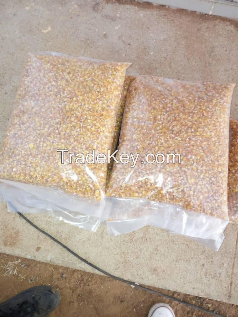 Yellow Maize Best Quality Available in Stock