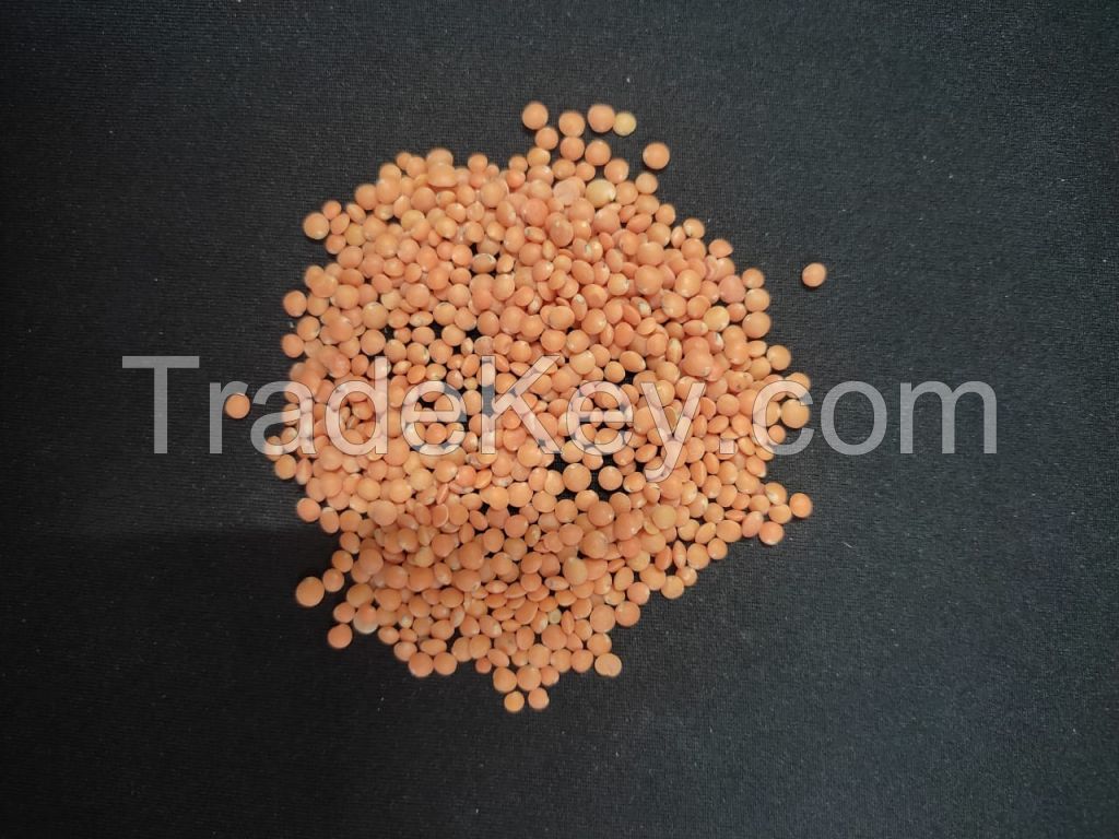 Whole Lentils All Color Available for Sale