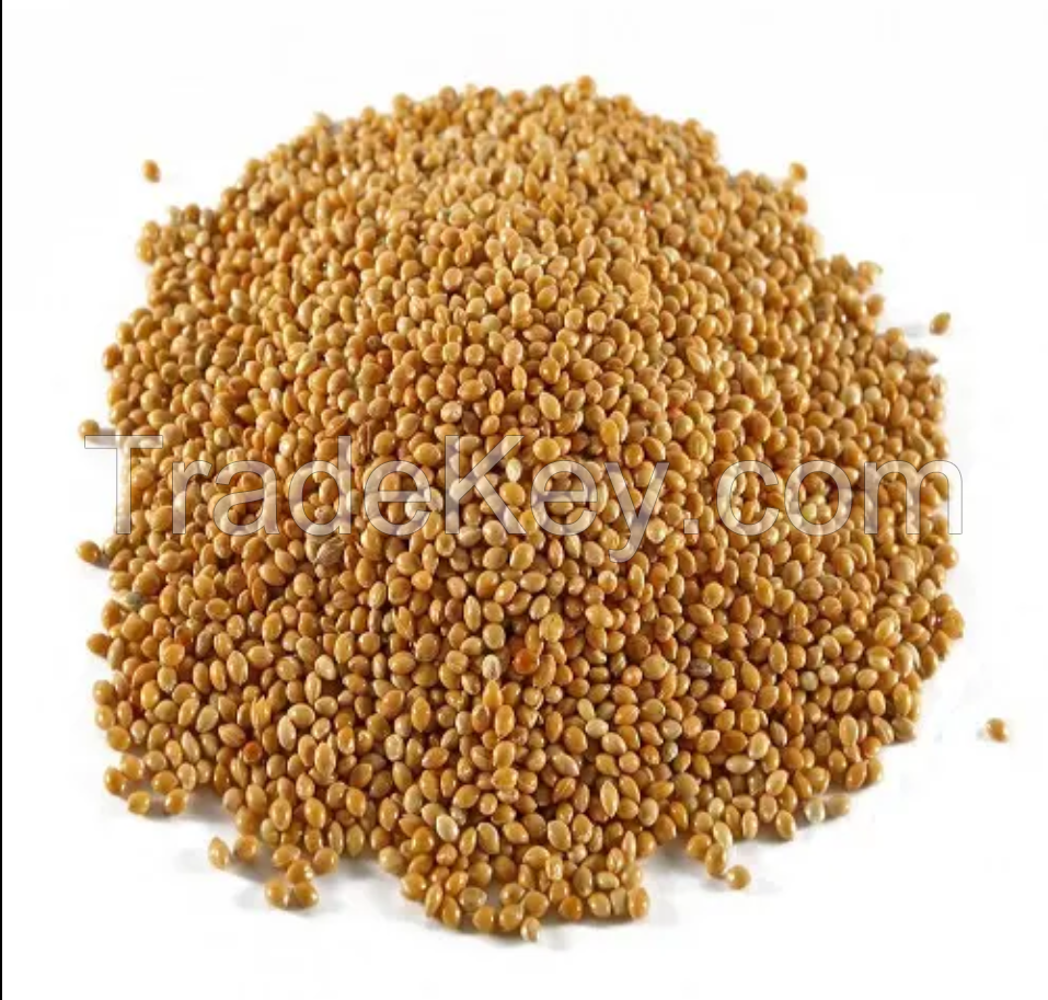 Sorghum Grains and Good Quality Red White and Yellow Sorghum Seeds for sale