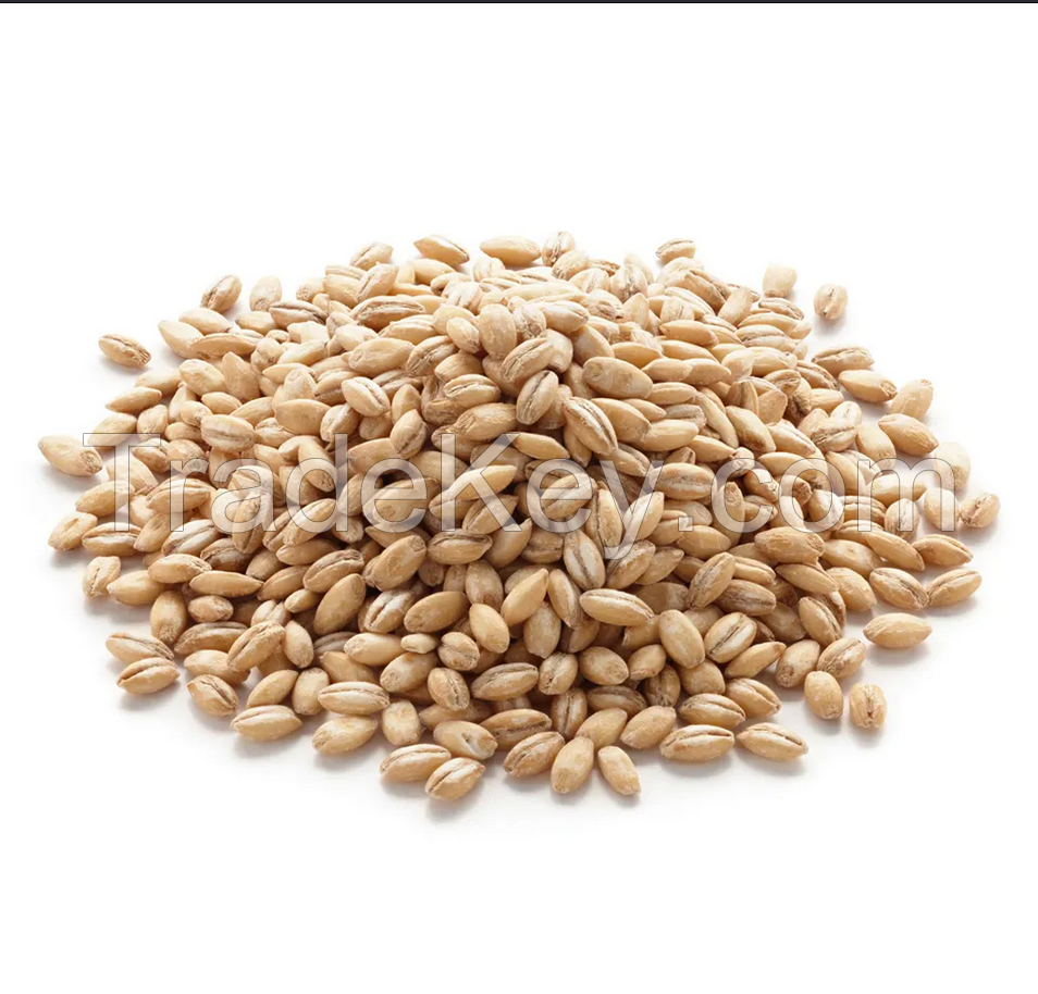 Feed Barley grain / Barley Malt grain / Hulled Barley Pearl Barley