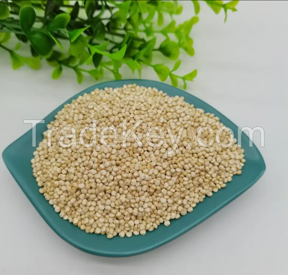 high quality quinoa with small white grain about the size of millet for sale white quinoa red black quinoa
