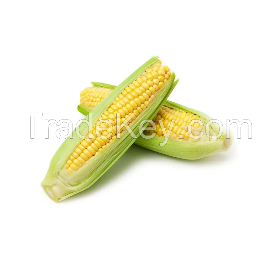 Non GMO Yellow and white Corn Maize