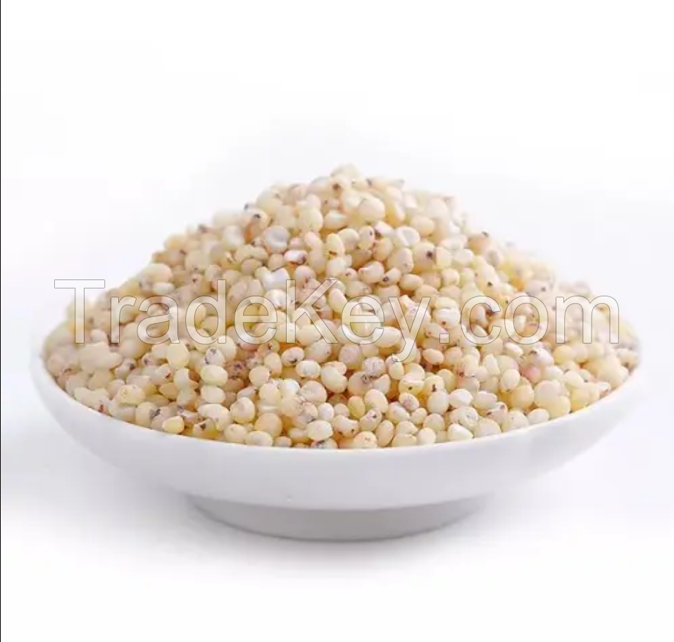 Sorghum Grains and Good Quality Red White and Yellow Sorghum Seeds for sale