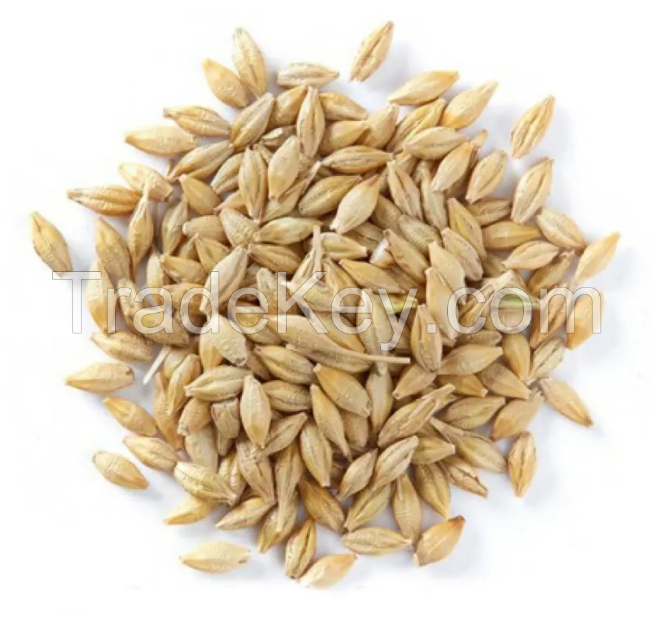 100% Malt Barley,best Feed Barley Grain / Barley Malt Grain / Hulled Barley Ready From Lithuania Pearl Barley For Sale Animal Feed. 100% Barley Seeds