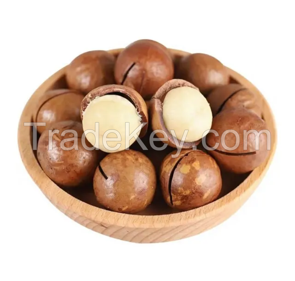 High Quality Macadamia nuts - roasted macadamia - organic macadamia nuts
