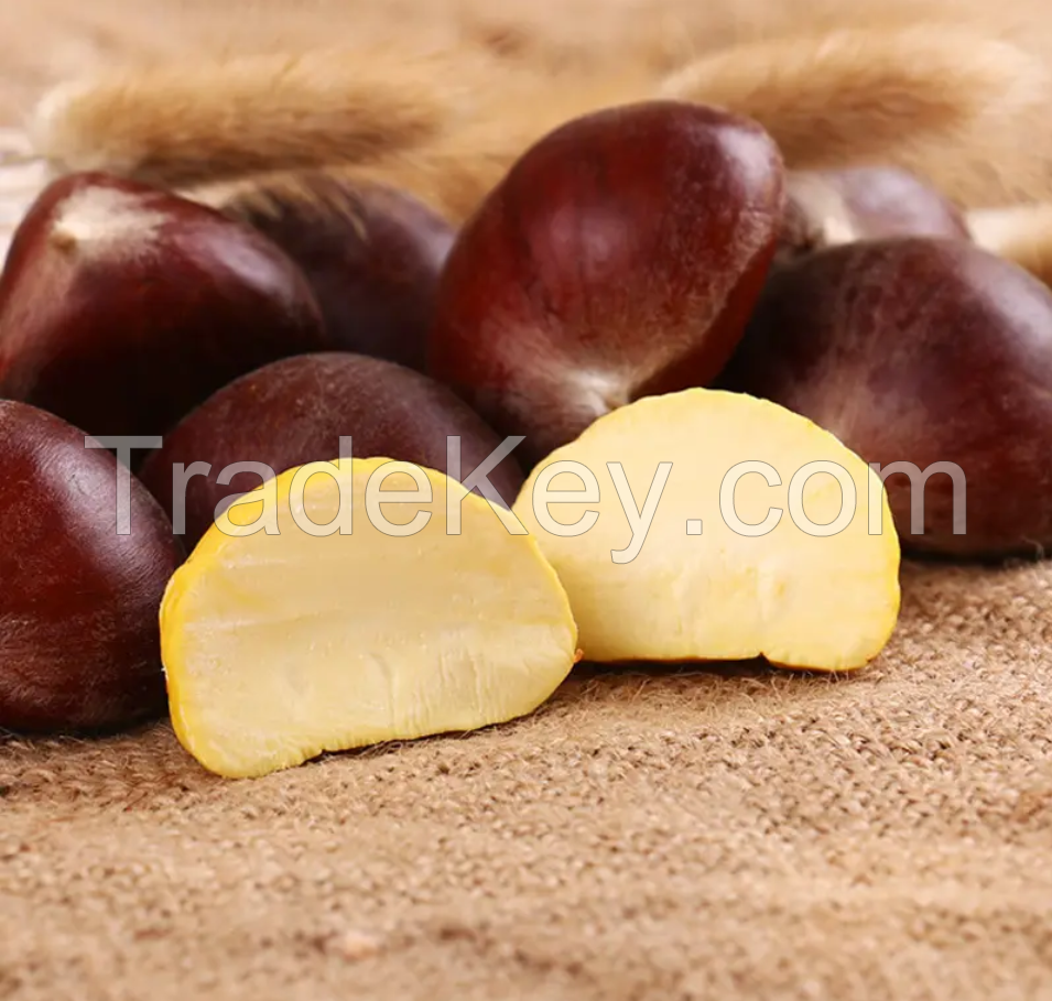 100% natural green crop raw chestnut with shell