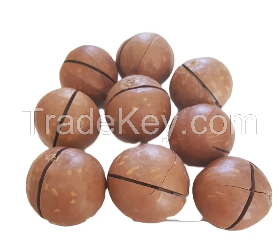 Top grade roasted Macadamia nuts good quality salted macadamia in shell whole 22-25 mm origin Vietnam