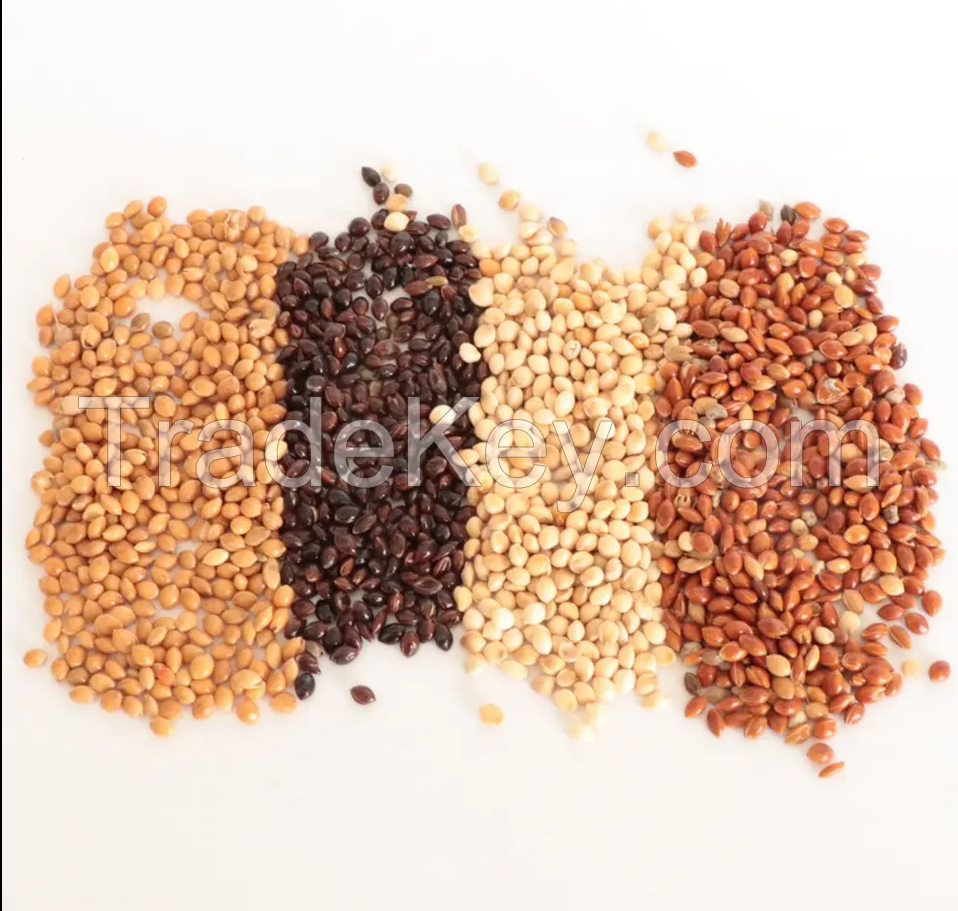 Wholesale 100% Natural Dried Whole Millet Grains With Cheap Price Wholesale Yellow Millet