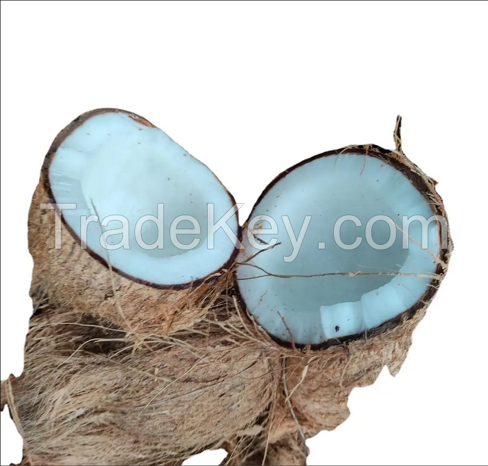 Fresh Newly Harvested Semi Husked Coconuts from Vietnam Custom Natural Premium Quality Old Coconut