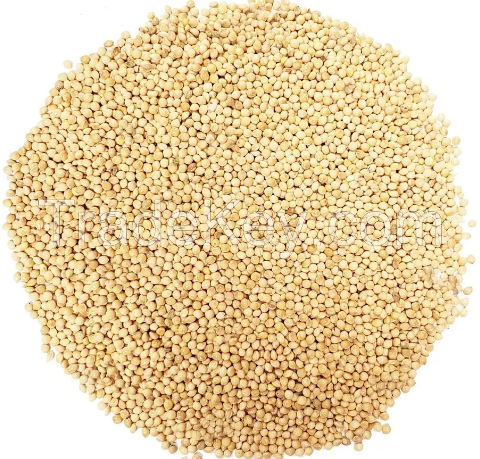Yellow Millet Glutinous Millet for Bird Feed