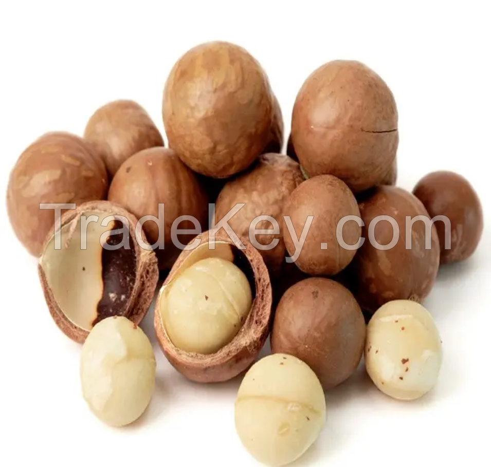 Chinese Quality Raw And Roasted Macadamia Nuts Wholesale Price Macadamias For Export With OEM/ODM