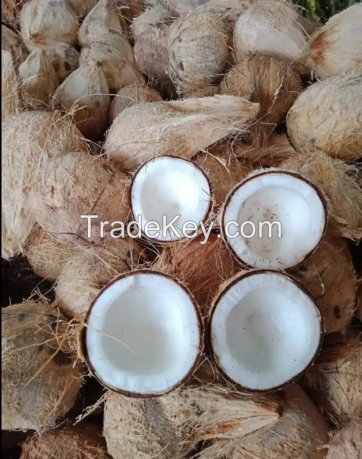 Dried Coconut Wholesale Competitive Price Semi Husk Matured Coconut
