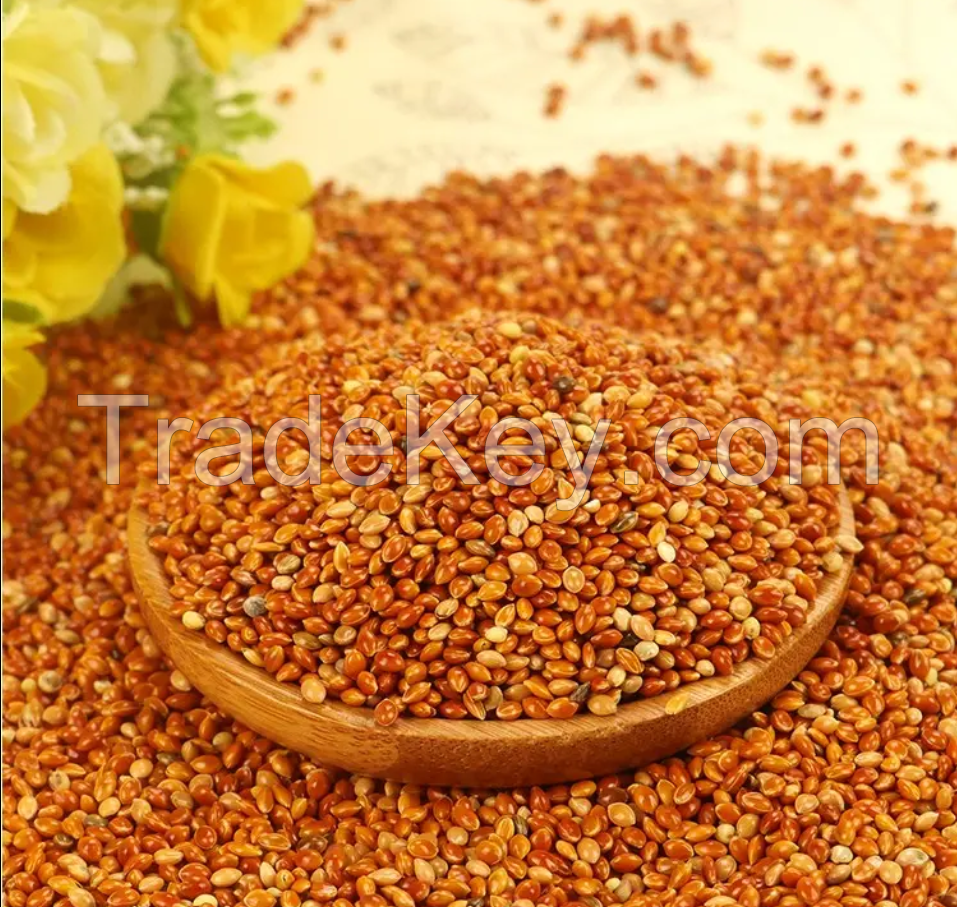 High on Demand Millet High Nutrition Dried Yellow Hulled Millet Origin Yellow Millet for Food Available