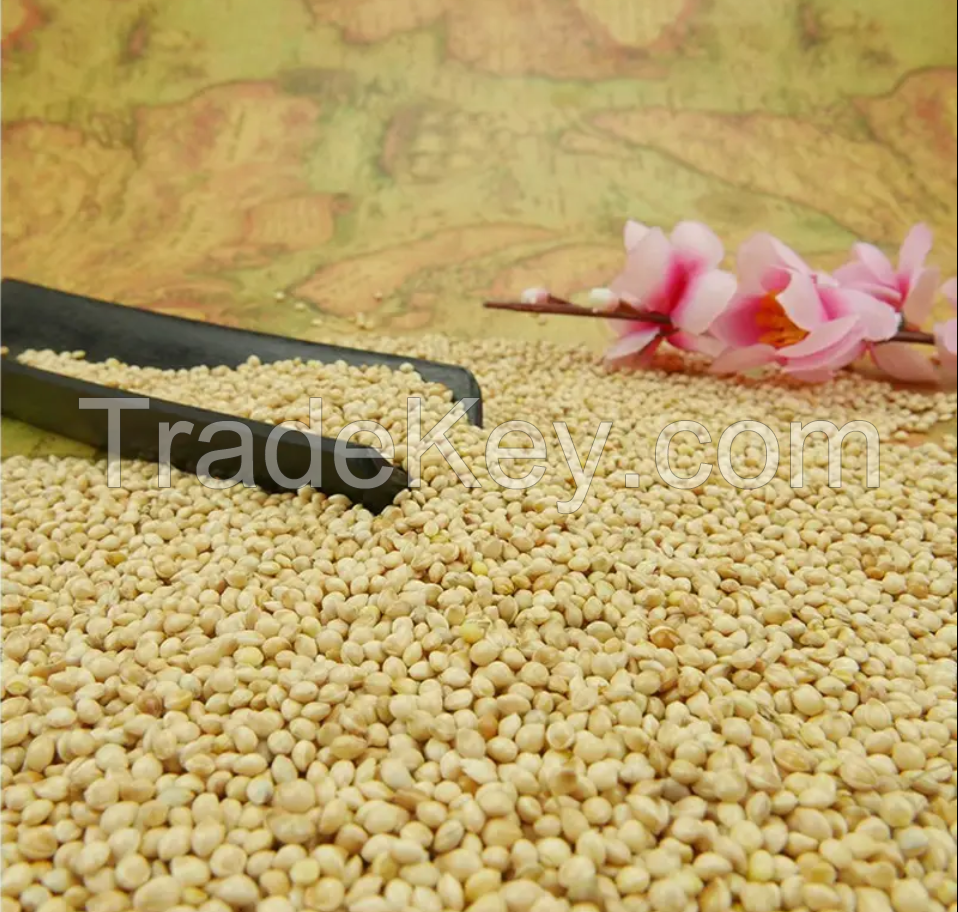 Best Quality Indian Yellow Millet For Sale Foxtail Millet Supplier From Indian Yellow Millet for Bird Feed