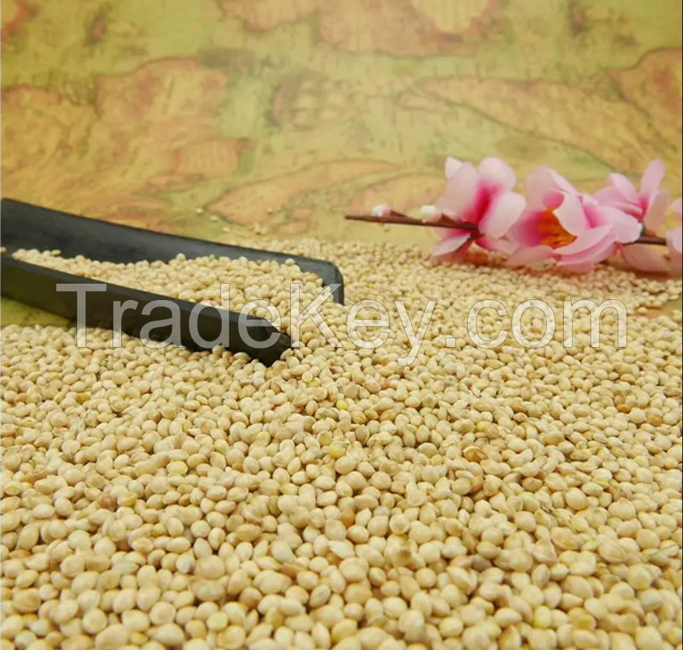 High on Demand Millet High Nutrition Dried Yellow Hulled Millet Origin Yellow Millet for Food Available