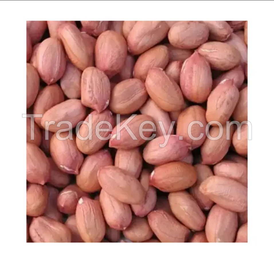 Wholesale Peanuts Organic Peanut Kernels Best Price Raw Peanuts Wholesale Raw Kernel Peanuts High Quality