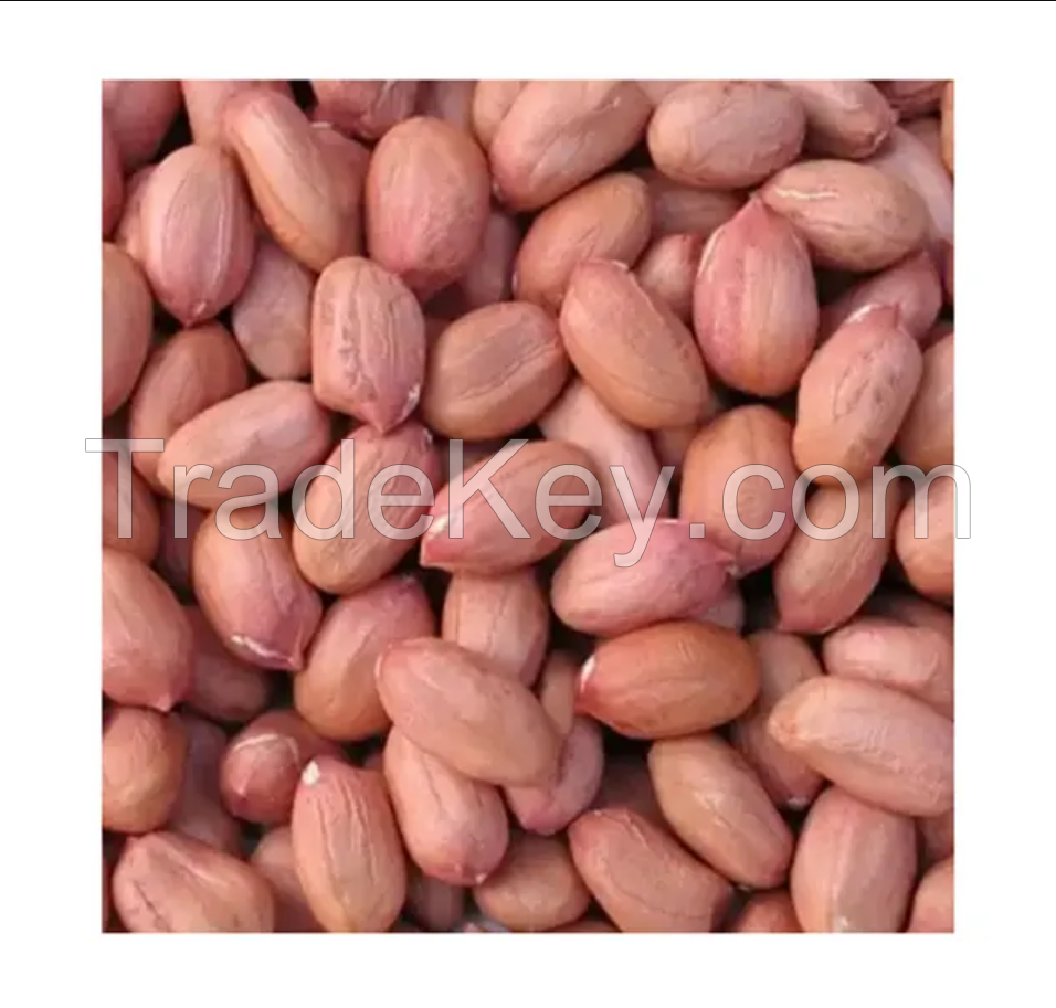 Wholesale peanuts raw peanut with skin peanut