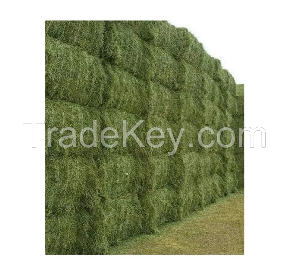 High Quality Wholesale Alfalfa Hay in Bales for Animal Feed / Alfalfa hay with high protein for animal feeding