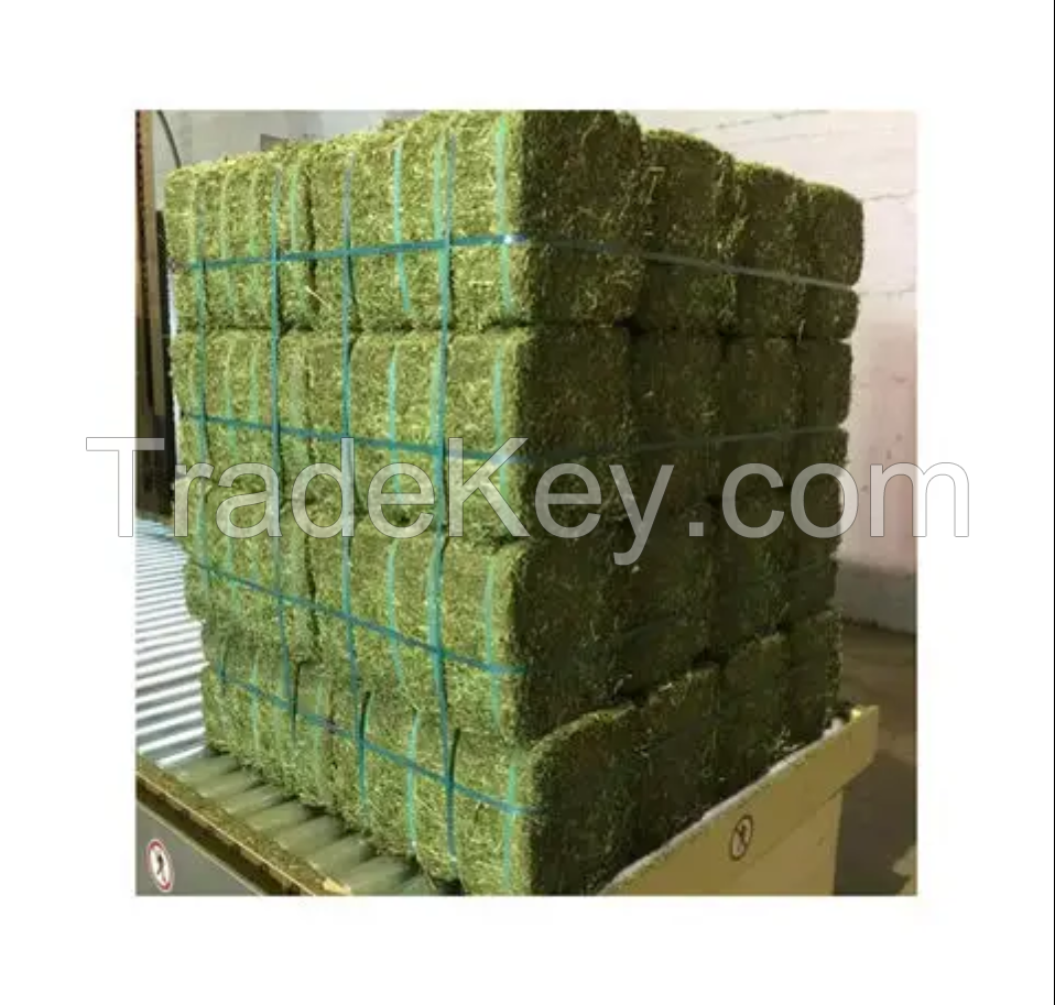Alfalfa Hay | Alfalfa hay with high protein for animal feeding