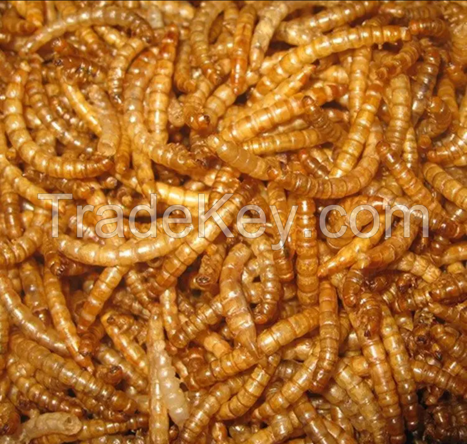 hot sell high protein Freeze Dried Mealworms for animal food pet food