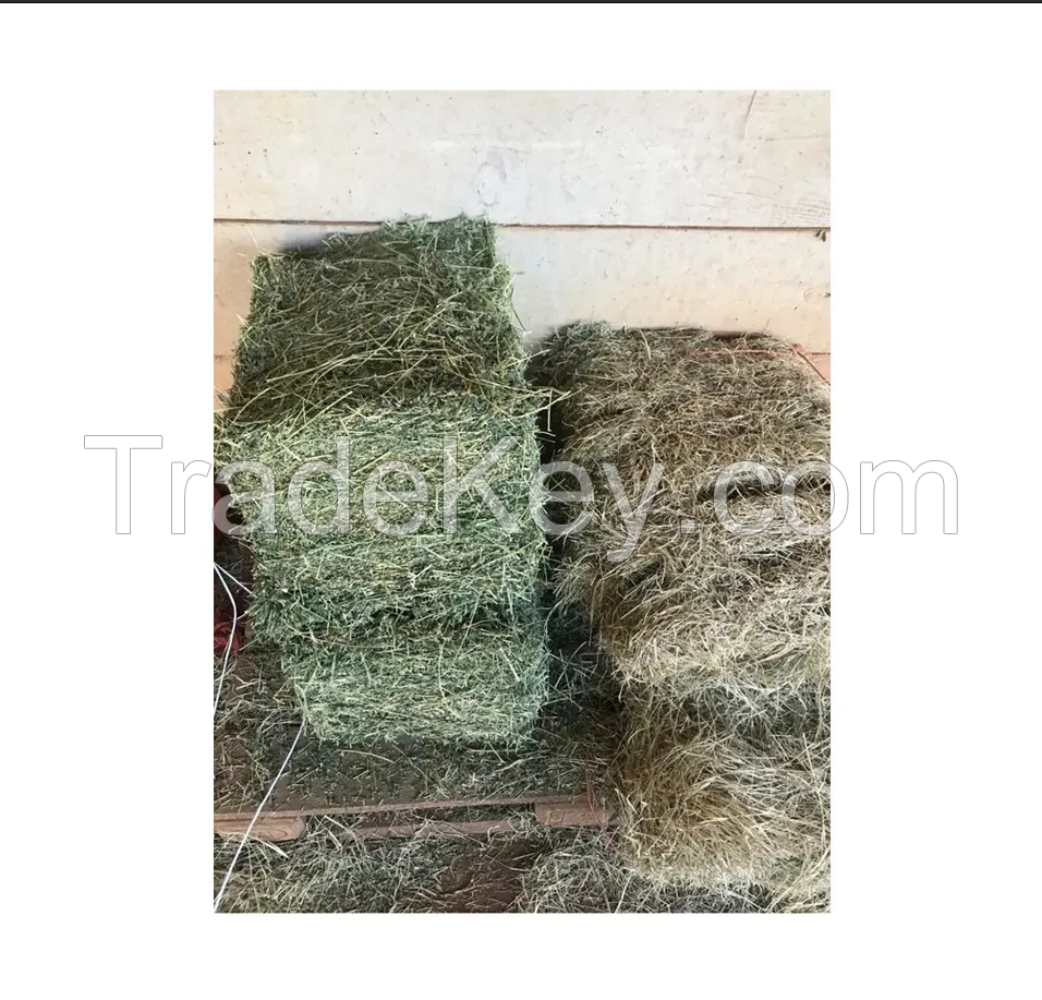 ALFAFA HAY READY FOR SUPPLY/ Alfalfa hay with high protein for animal feeding