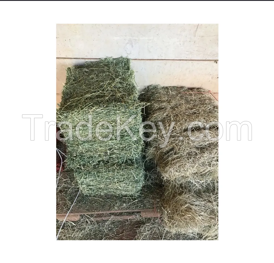 Wholesale High Protein Alfalfa Hay/Lucerne Hay In Bales/Animal Feed