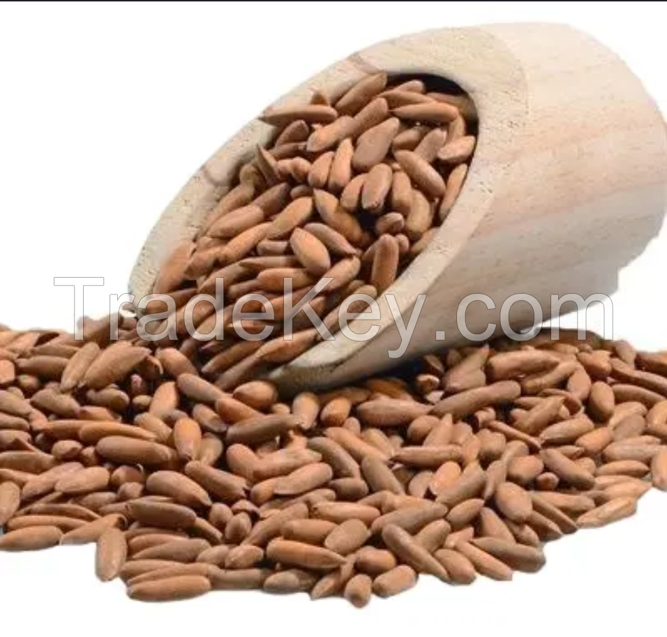 Good Quality Top Selling 100% Pure Natural Pine Nuts and Raw Common Food Grade Aa