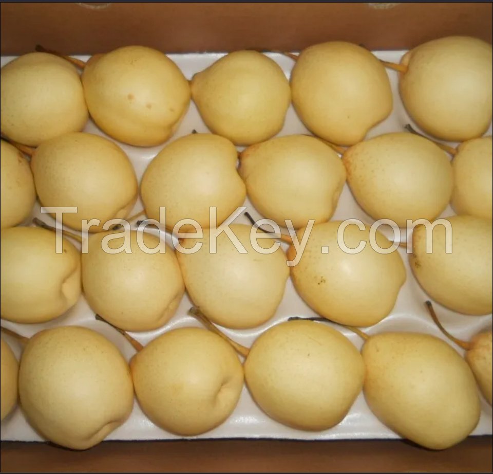 Best Wholesale Fresh Fruit Pears Supplier Available